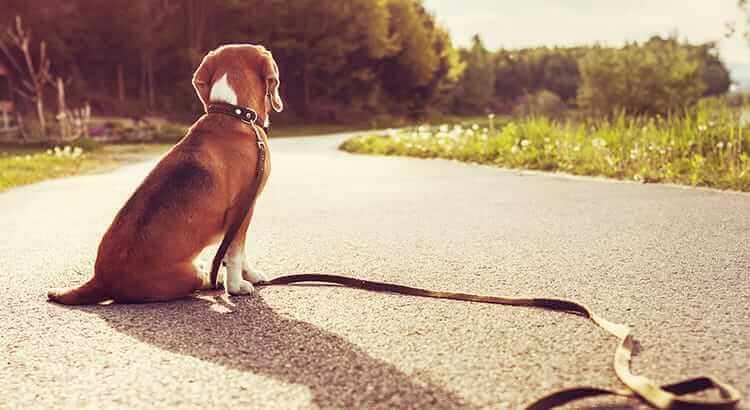Finding Your Dog Best Friend: Knowing Your Top Options