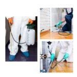 bed bugs removal company Springfield MO