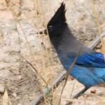 Estes Park lodge rental