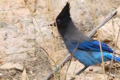 Estes Park lodge rental