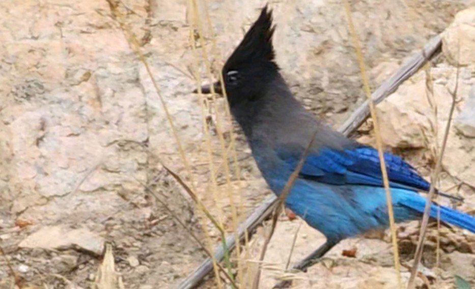 Estes Park lodge rental